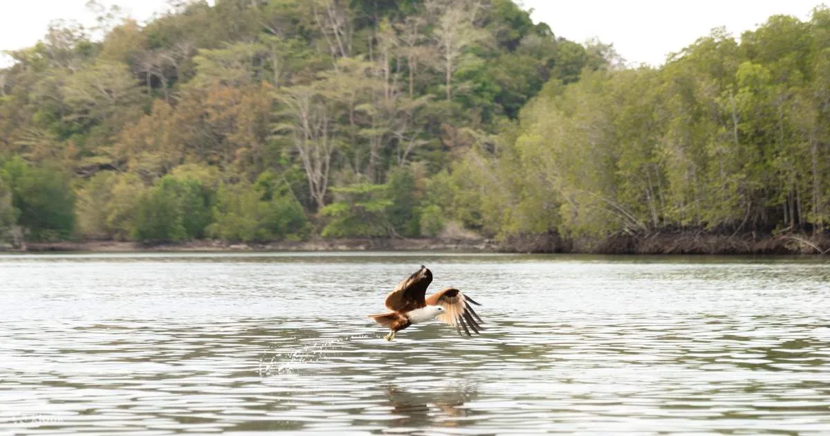 Royal Mangrove Tour in Langkawi