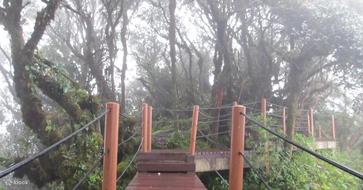 Cameron Highlands Half-Day Mossy Forest and Tea Plantation Tour