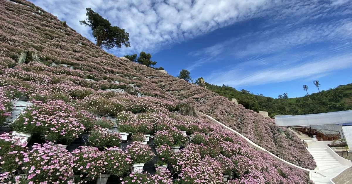 Cameron Highlands Full Day Sightseeing Tour