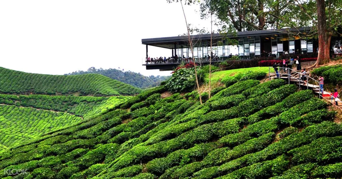 Cameron Highlands Guided Day Tour with Lunch (SIC)