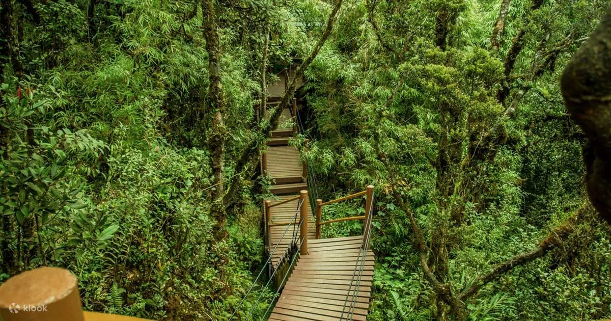 Cameron Highlands and Mossy Forest Half Day Tour