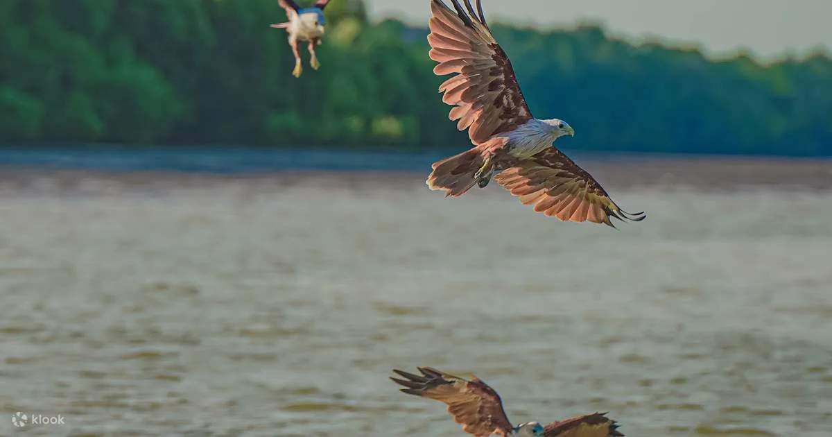 Eagle Feeding Experience in Kuala Selangor