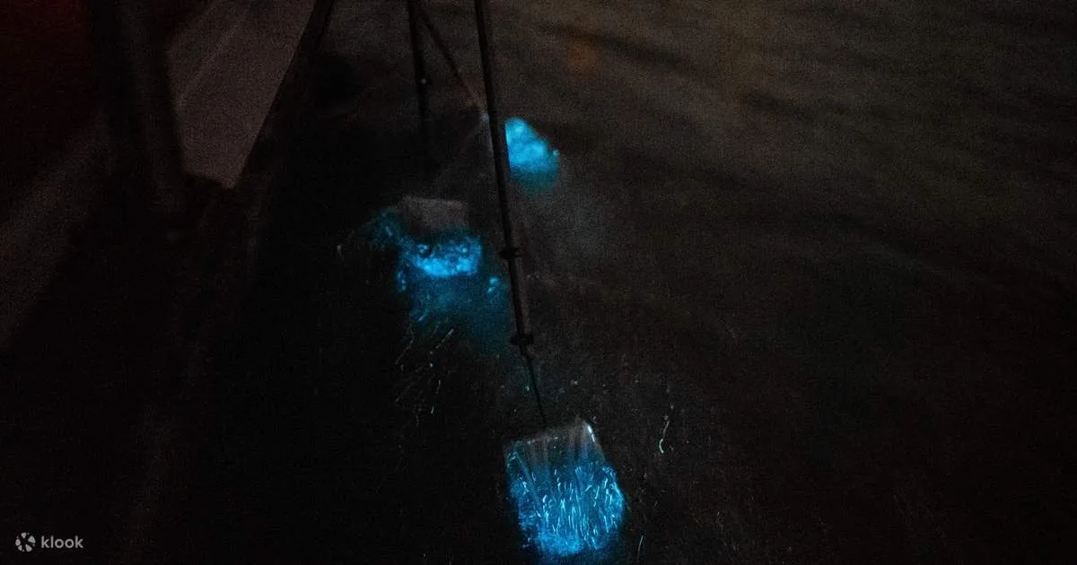 Blue Tears Experience with Boat Cruise at Kuala Selangor