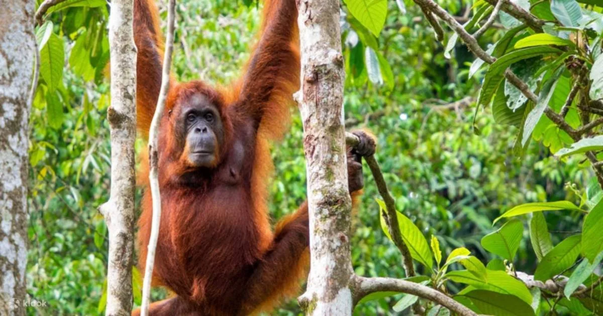 Semenggoh Wildlife Centre Half Day Trip from Kuching