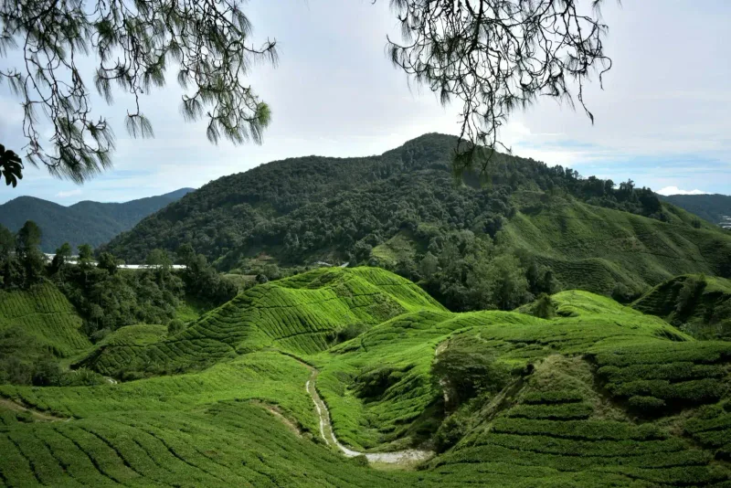 Cameron Highlands : que faire, itinéraire 2 jours et budget (2026)
