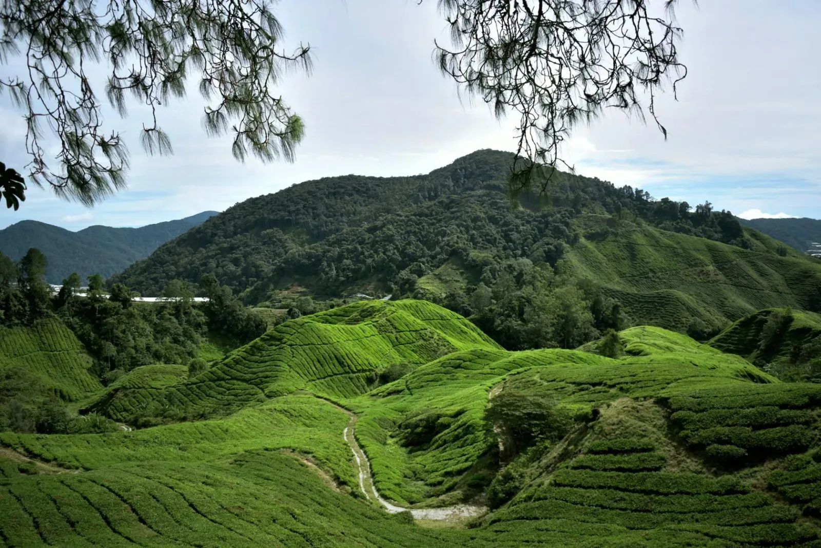 Cameron Highlands: What to Do, 2-Day Itinerary and Budget (2026)