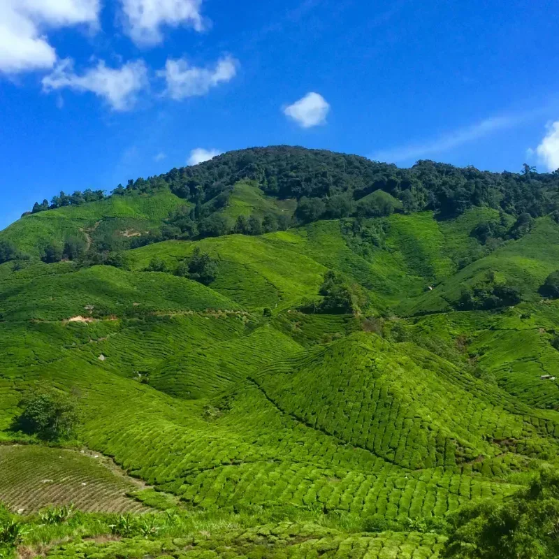 Cameron Highlands : quand partir ? Météo, saison et meilleure période (2026)
