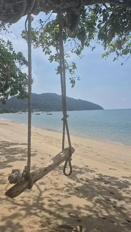 Calaos à Pulau Pangkor, perchés dans les arbres